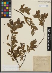 Foto von Salix waldsteiniana Willd.